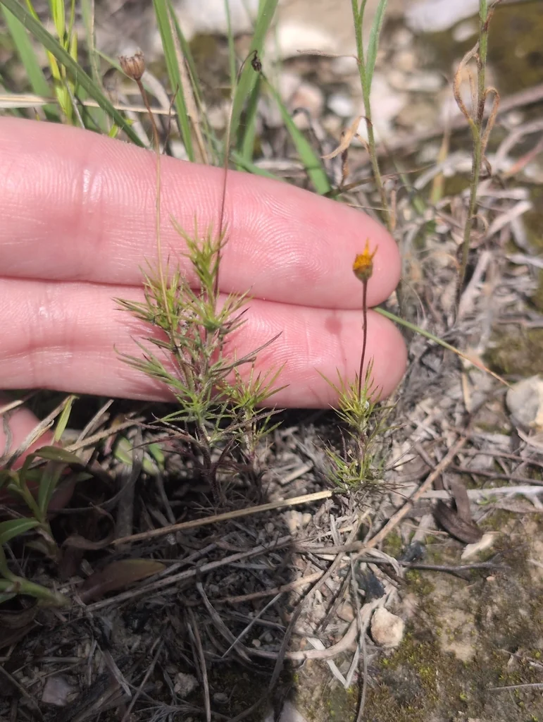 Thymophylla Pentachaeta