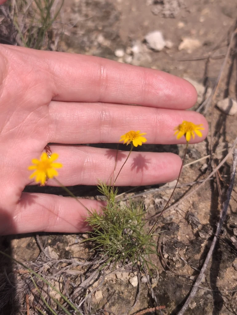 Thymophylla Pentachaeta