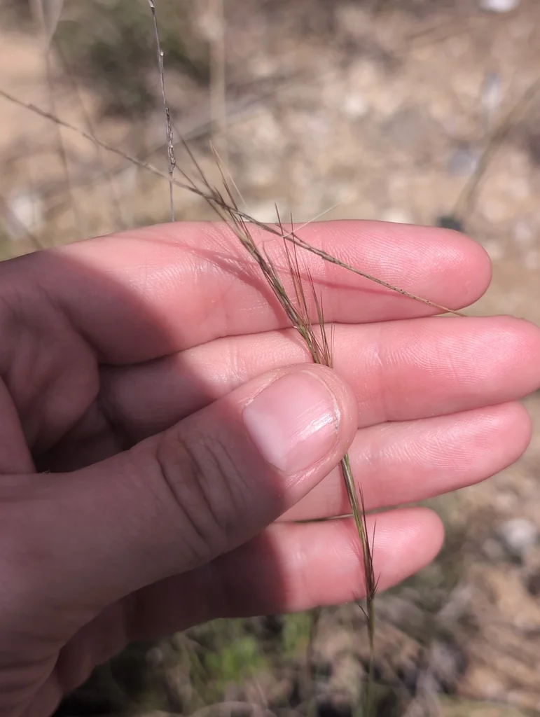 Aristida Purpurea