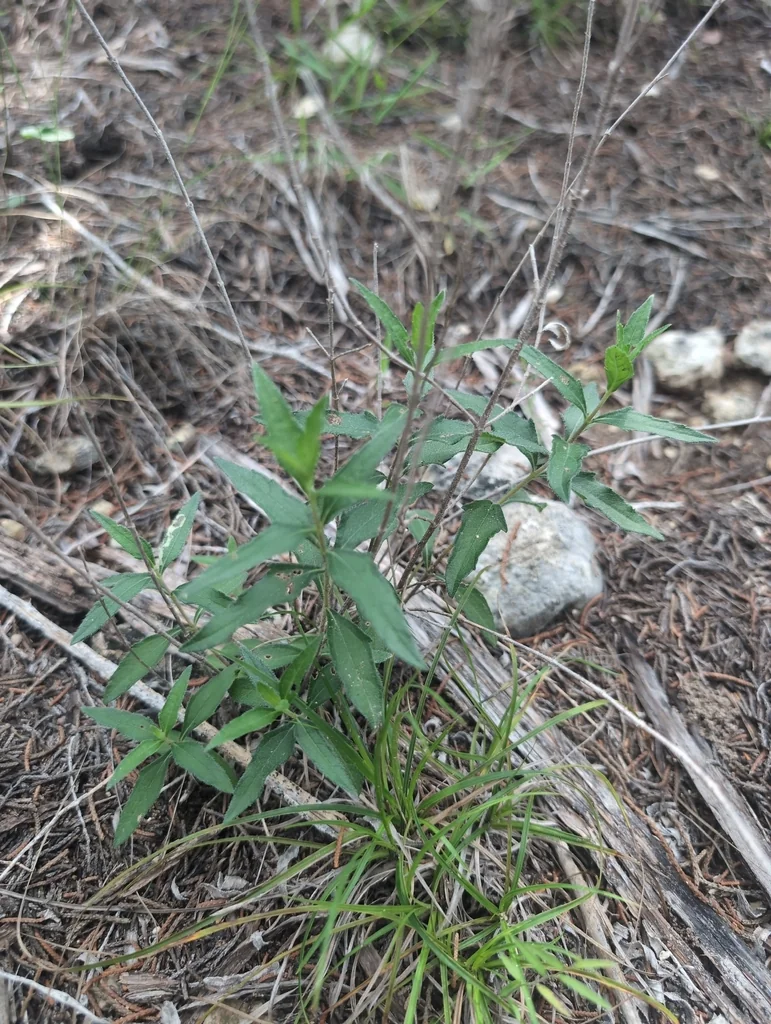 Zexmenia Hispida