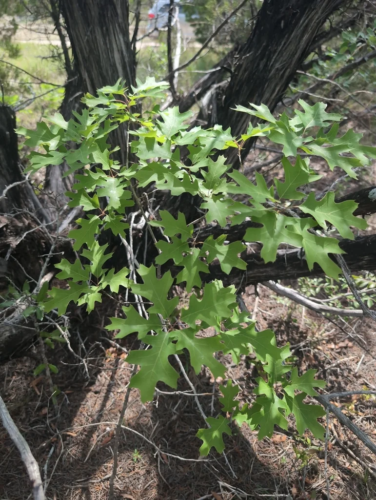 Quercus Buckleyi