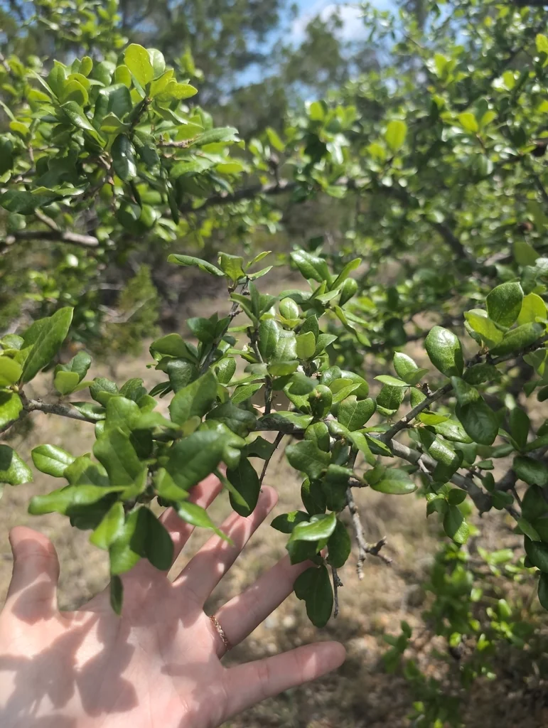 Quercus Fusiformis