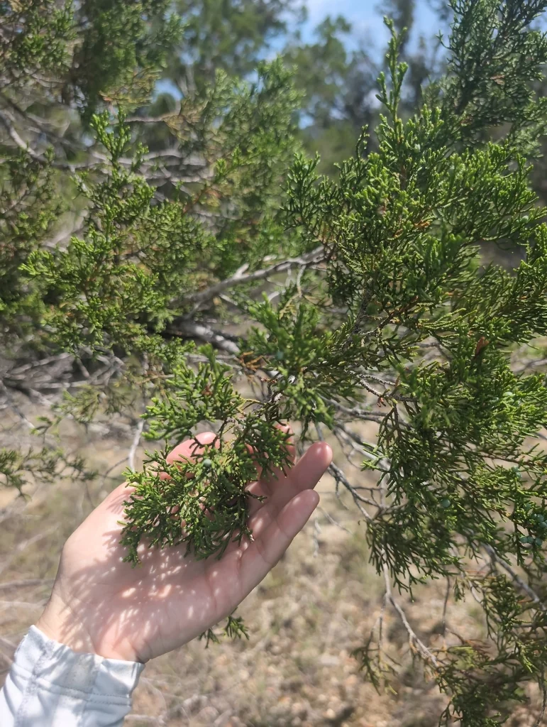 Juniperus Ashei