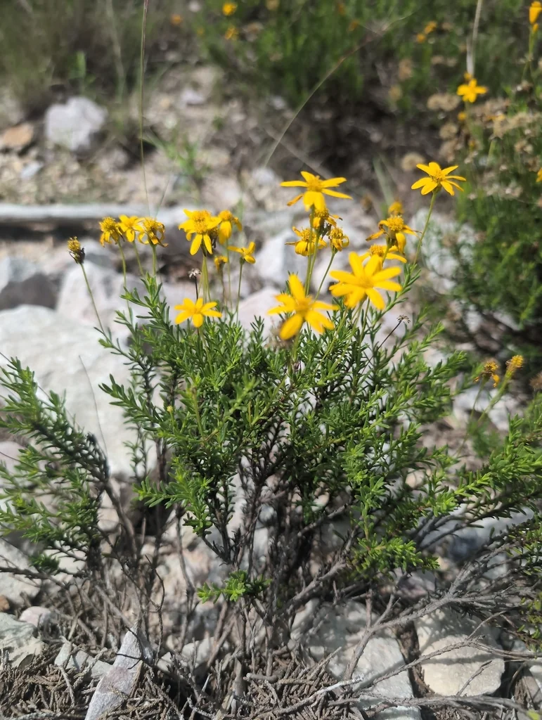 Chrysactinia Mexicana