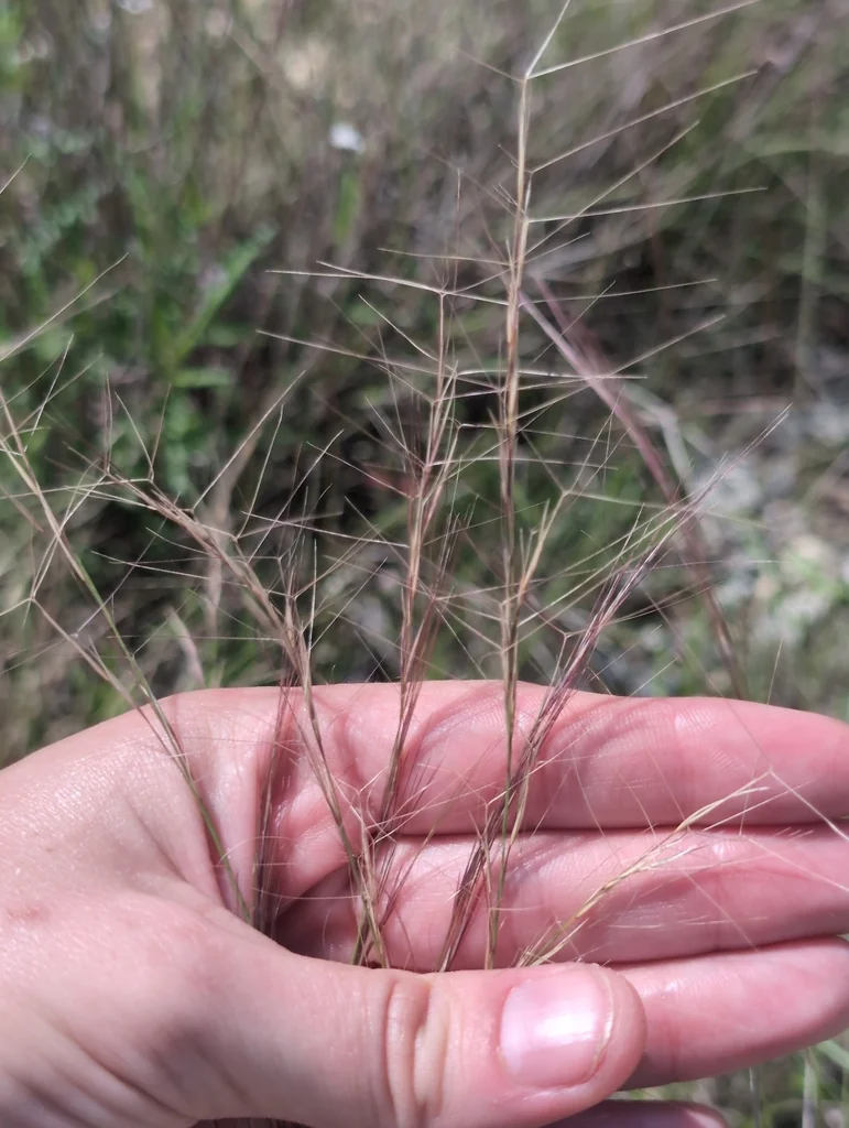 Aristida Purpurea