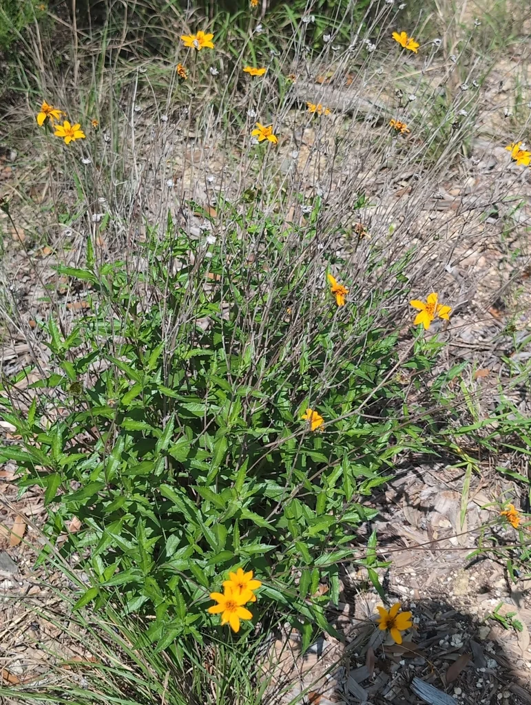 Zexmenia Hispida