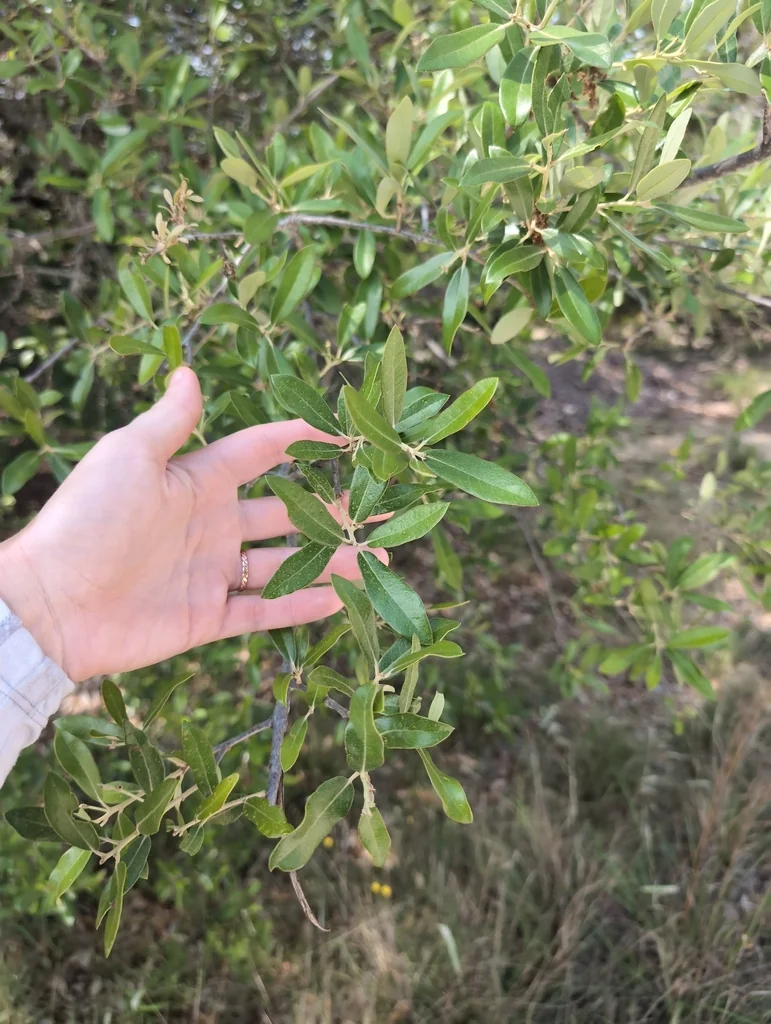 Quercus Fusiformis
