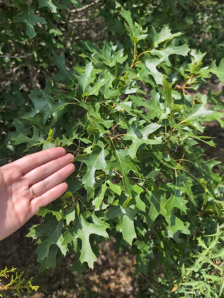 Quercus Buckleyi