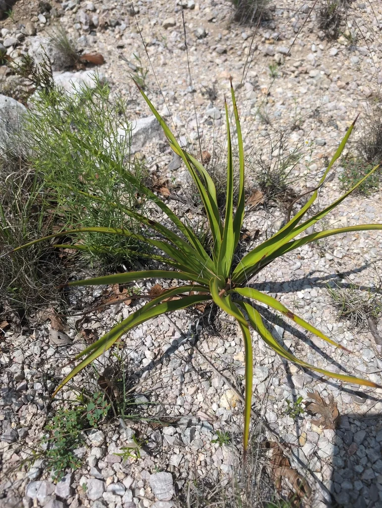 Yucca Rupicola