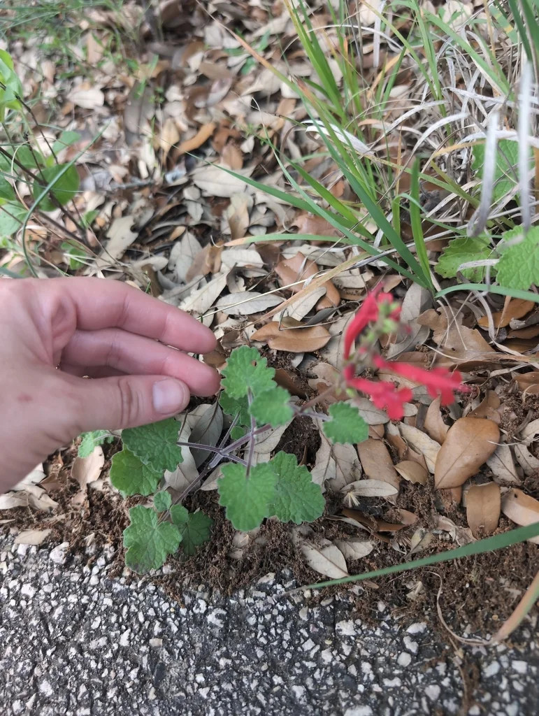 Salvia Roemeriana