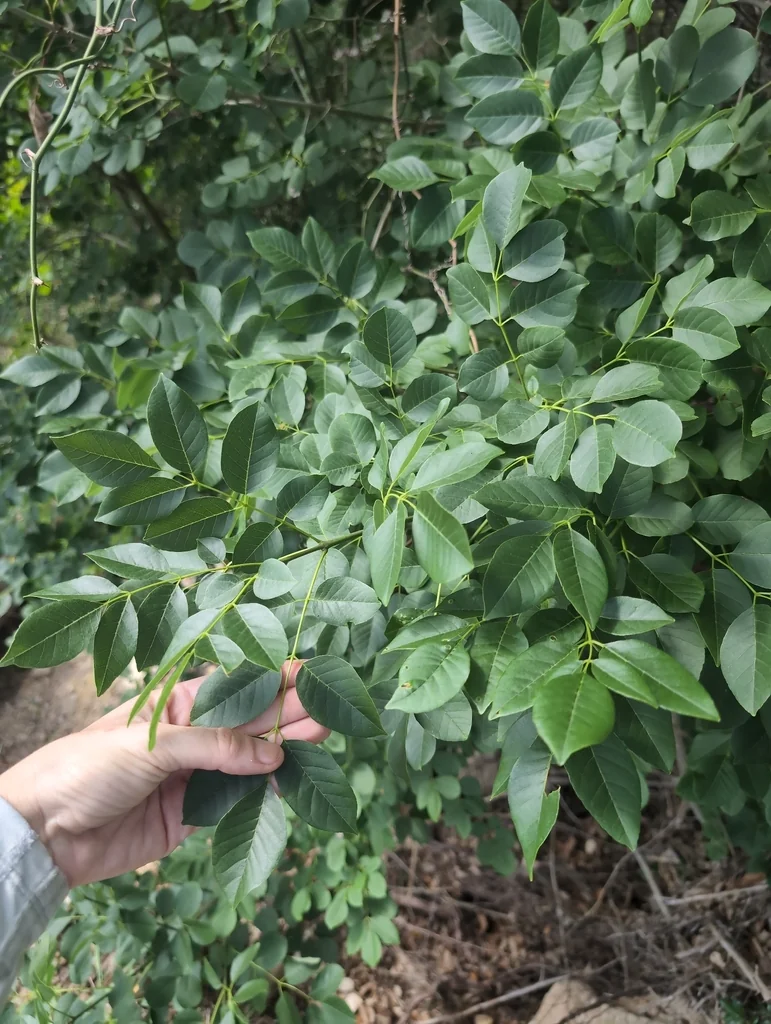 Fraxinus Texensis