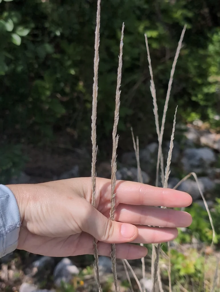 Muhlenbergia Lindheimeri