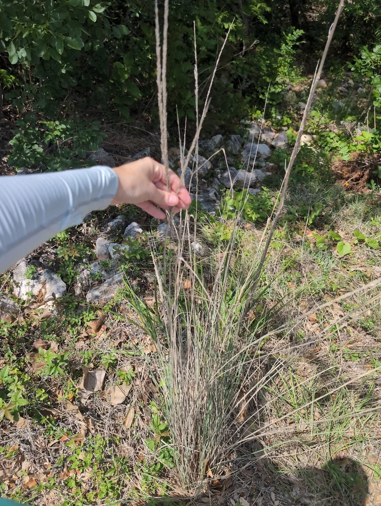 Muhlenbergia Lindheimeri