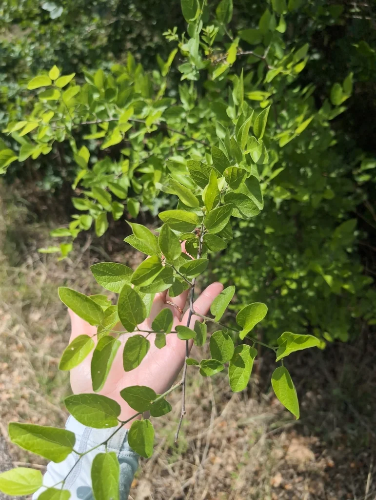 Celtis Reticulata