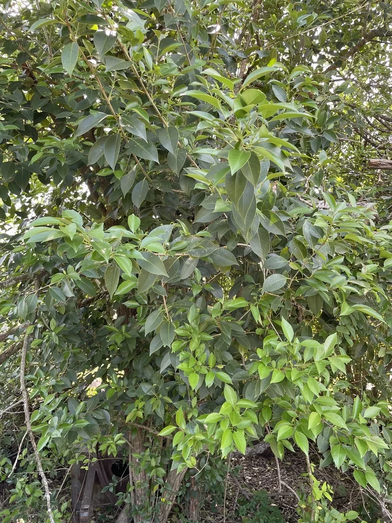 Ligustrum Lucidum