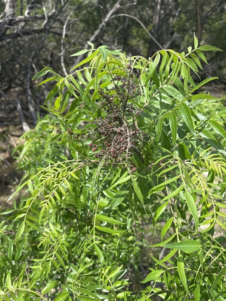 Rhus Lanceolata