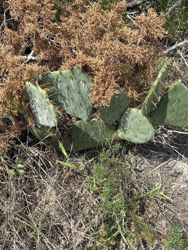 Opuntia Lindheimeri