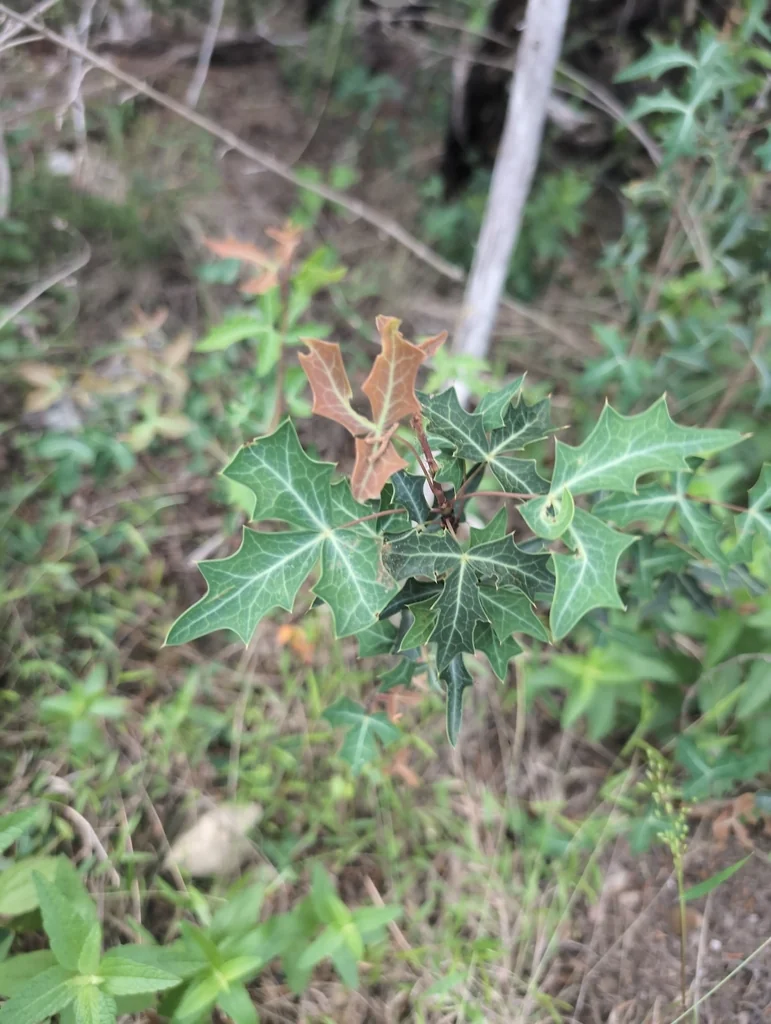 Berberis Trifoliolata