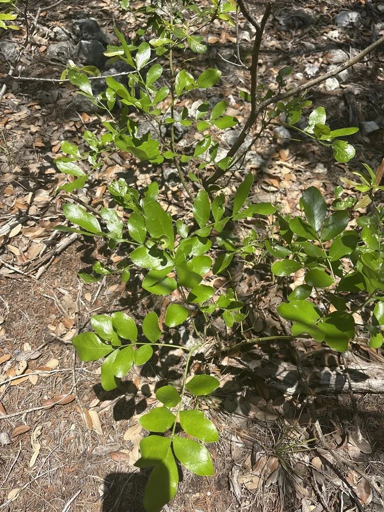 Sophora Secundiflora
