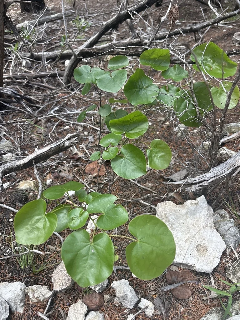 Cercis Canadensis Var. Texensis