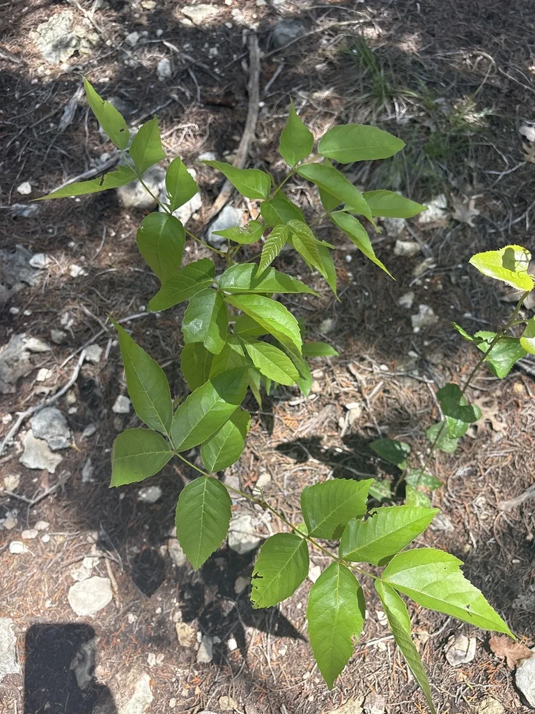 Ungnadia Speciosa