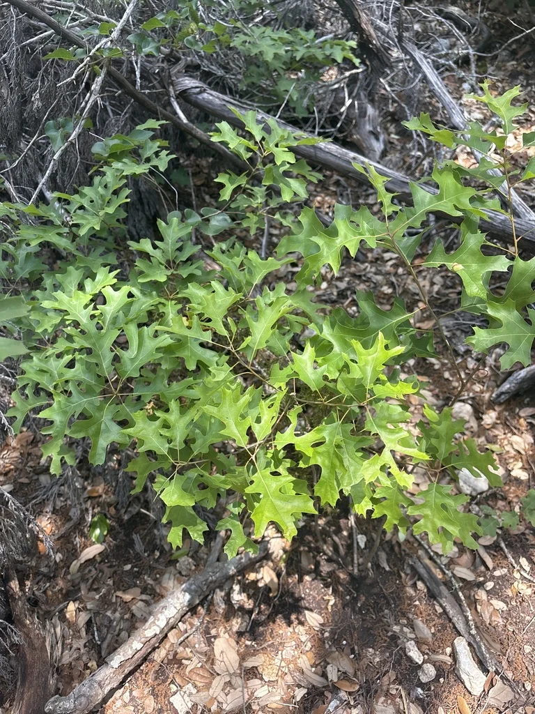 Quercus Buckleyi