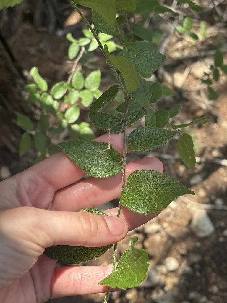 Celtis Reticulata