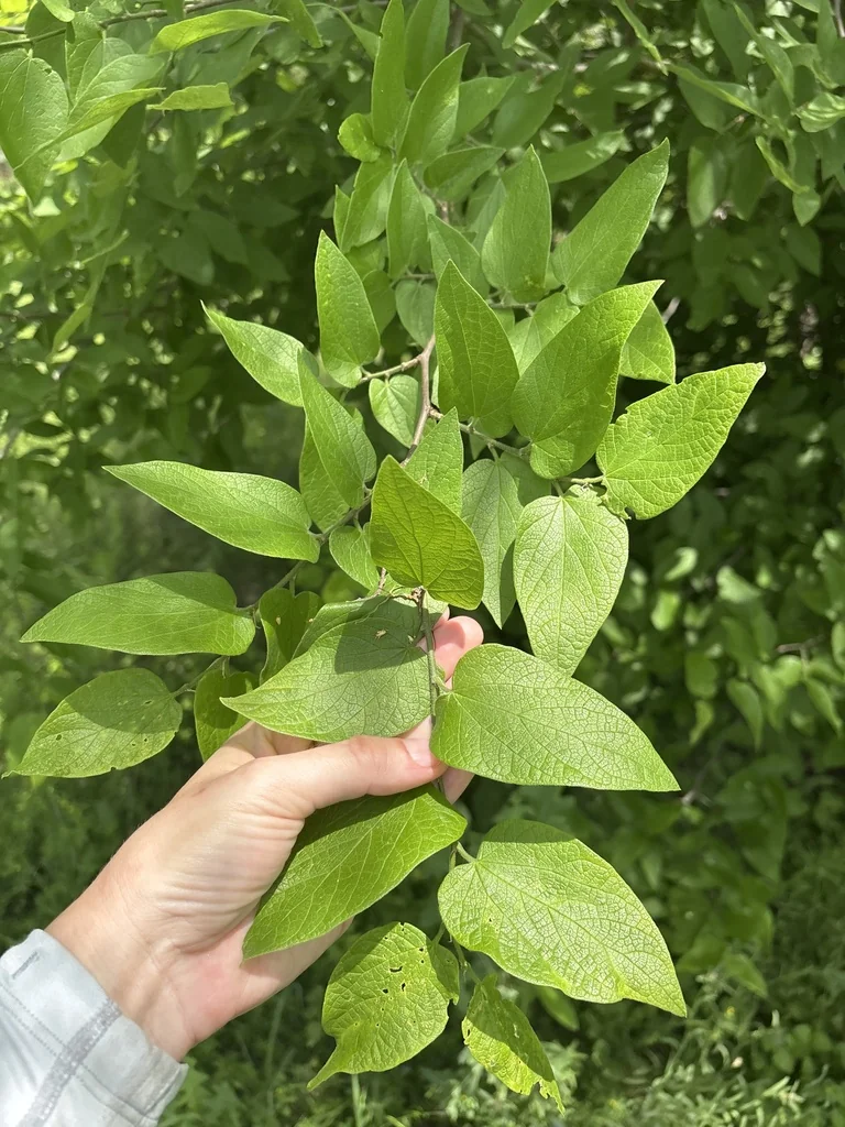 Celtis Reticulata
