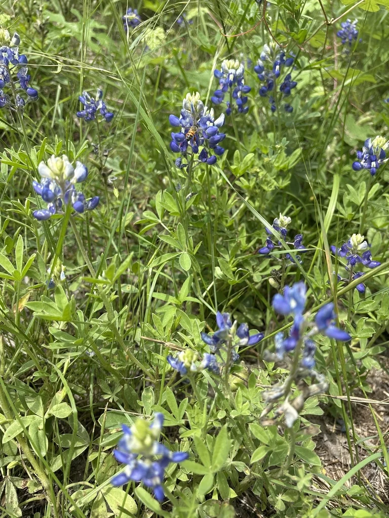 Lupinus Texensis