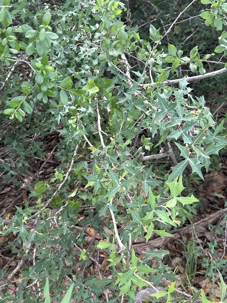 Berberis Trifoliolata