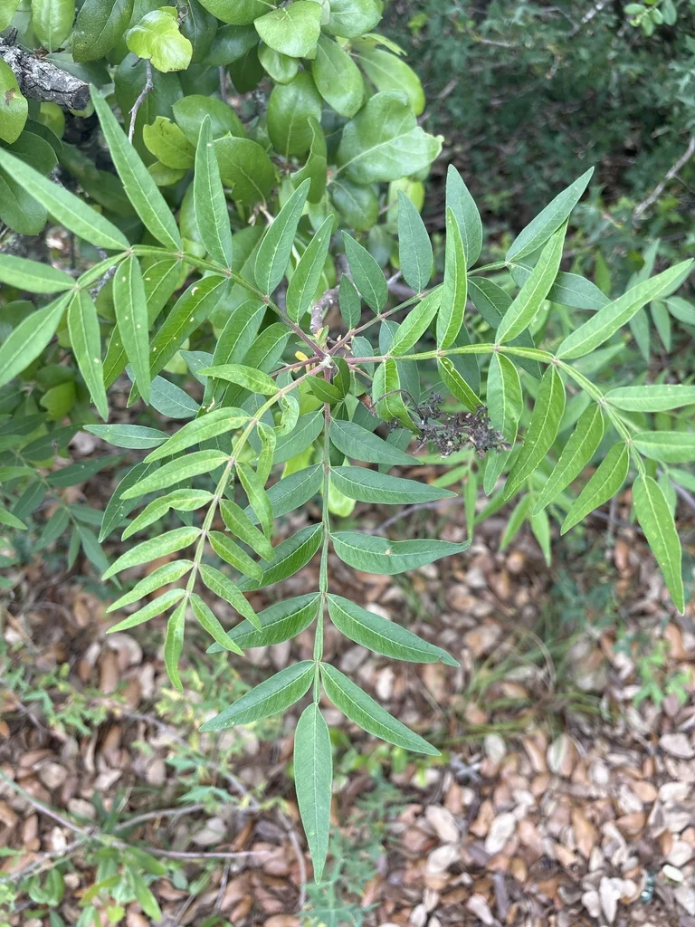 Rhus Lanceolata
