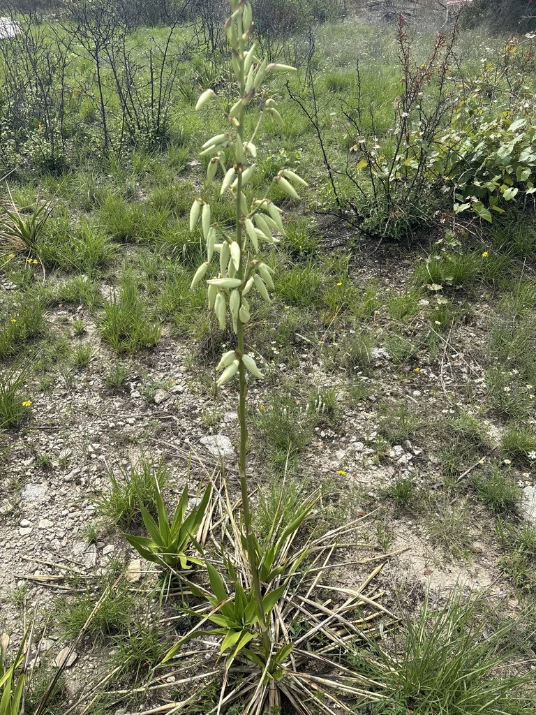 Yucca Rupicola
