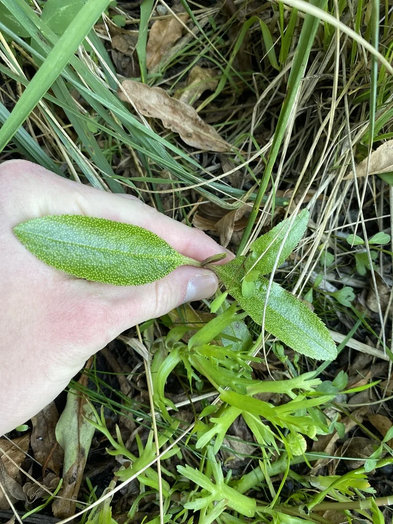 Myoporum Laetum