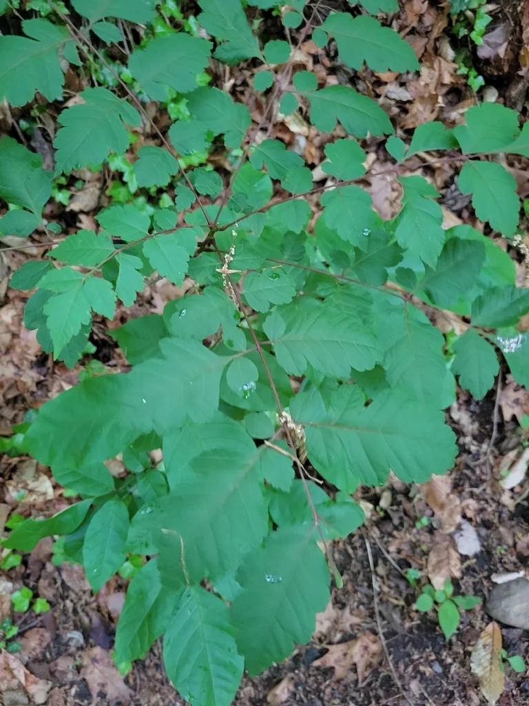 Koelreuteria Paniculata