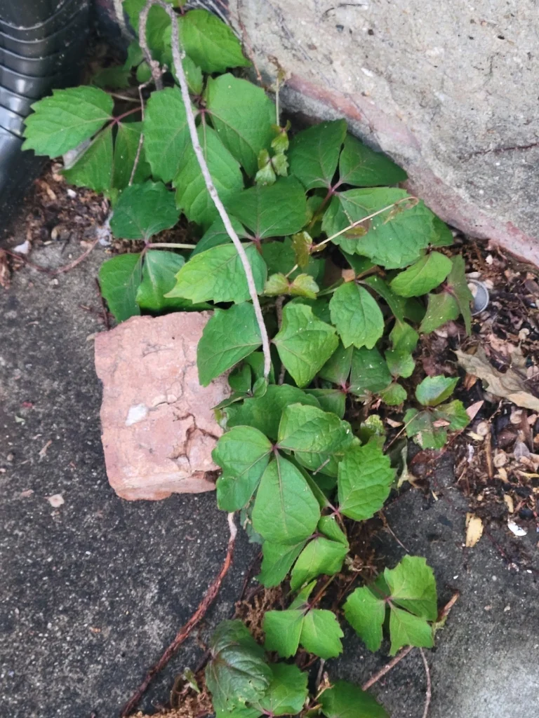 Parthenocissus Tricuspidata