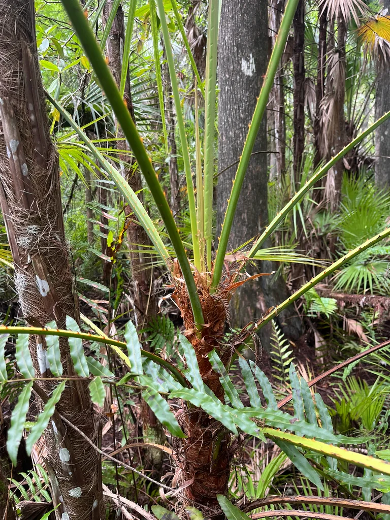 Acoelorrhaphe wrightii