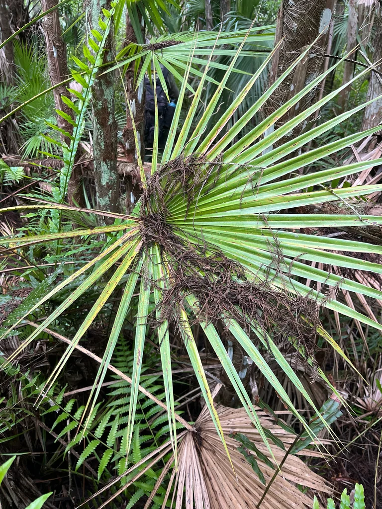 Acoelorrhaphe wrightii
