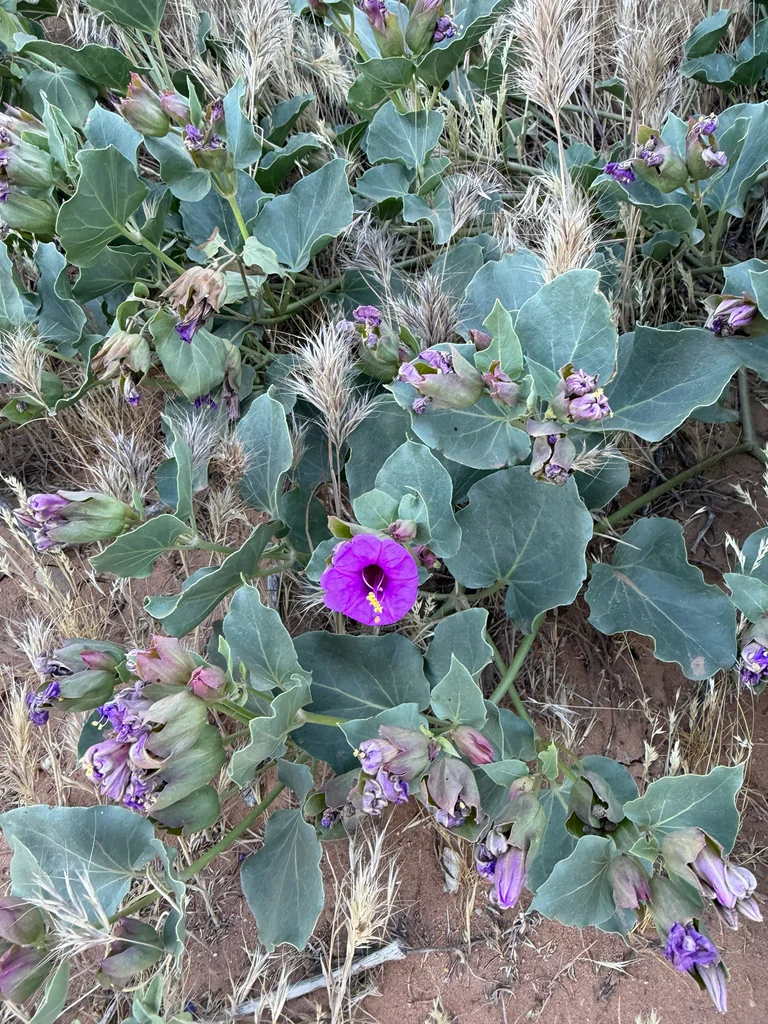 Mirabilis Multiflora