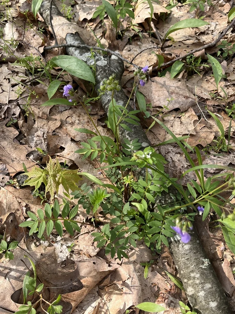 Polemonium Reptans