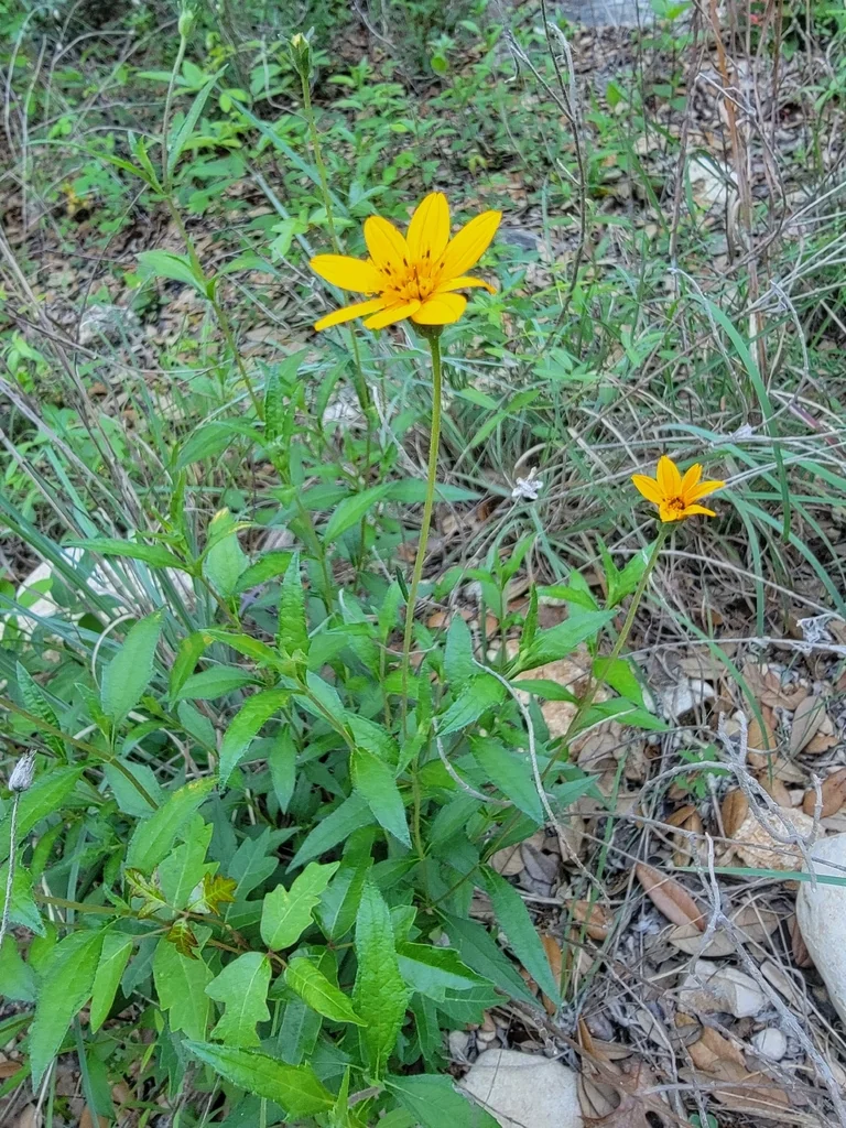 Zexmenia Hispida