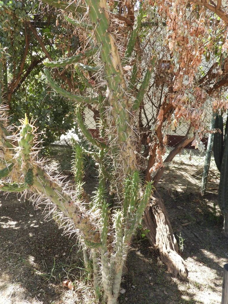 Opuntia Subulata