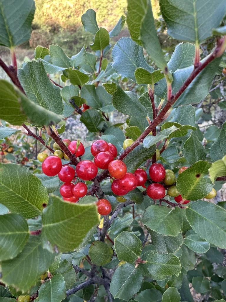 Rhamnus Ilicifolia