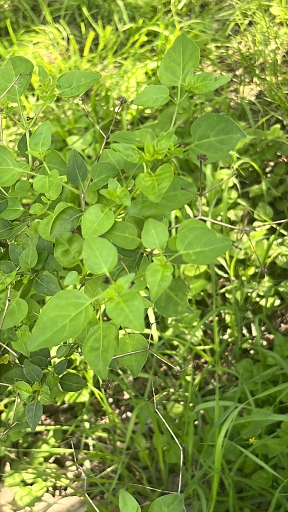 Capsicum annuum