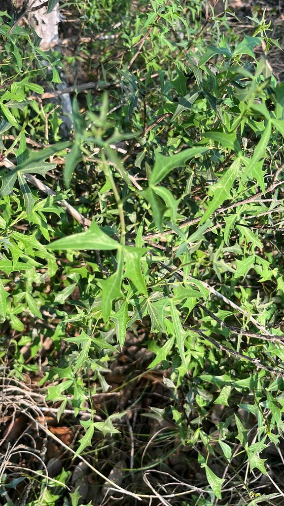 Berberis Trifoliolata