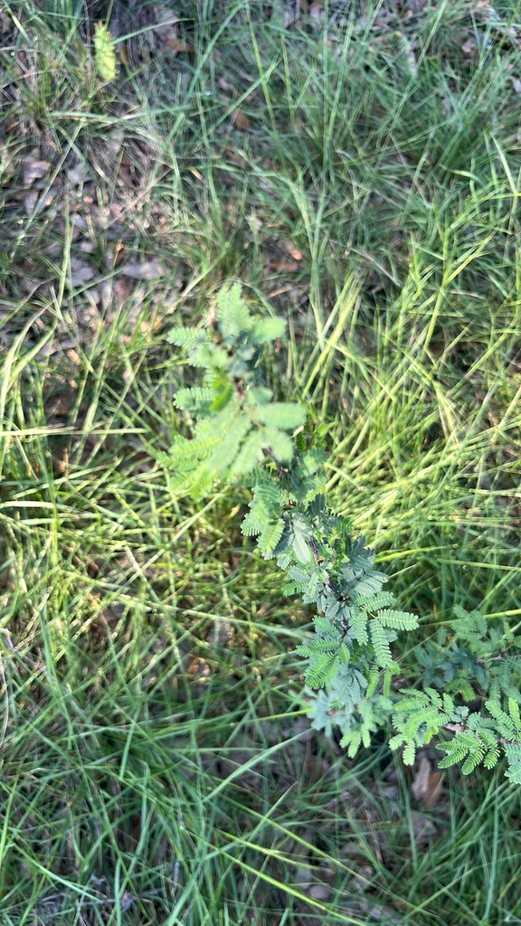 Acacia Farnesiana