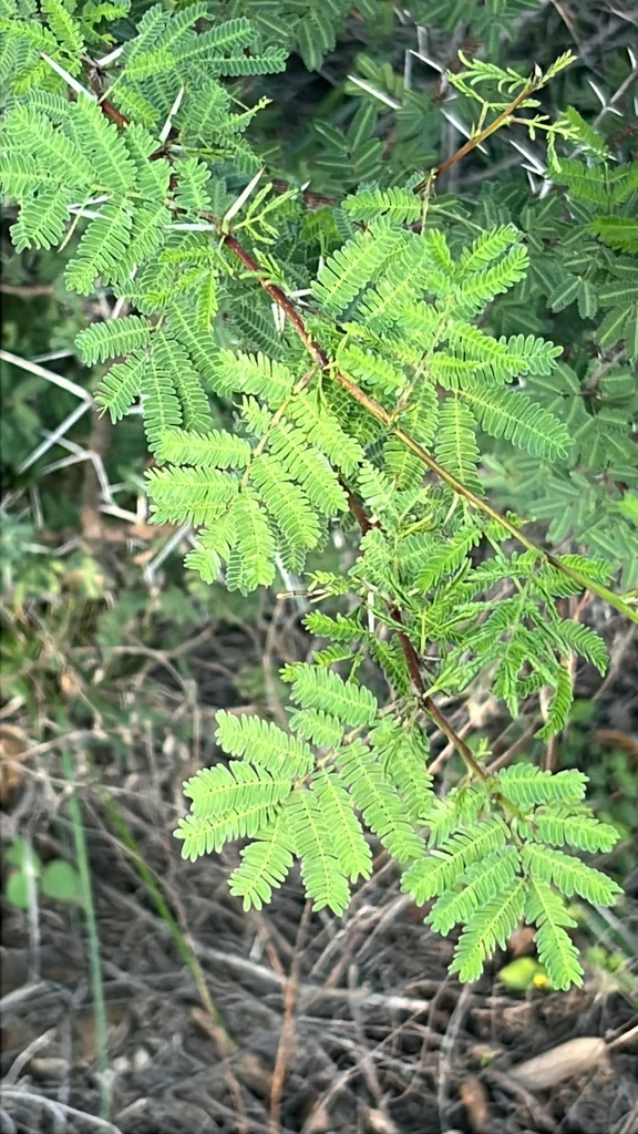 Acacia Farnesiana