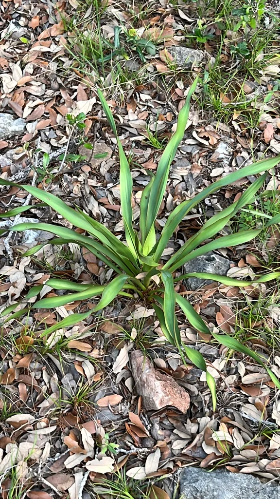Yucca Rupicola