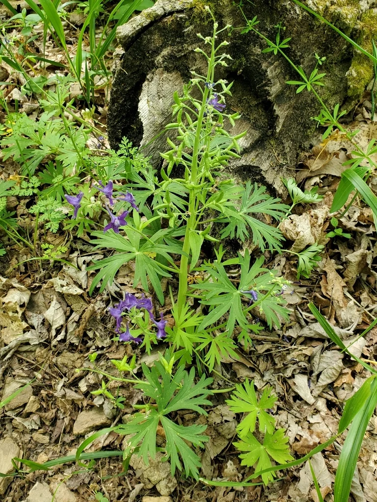 Delphinium Tricorne