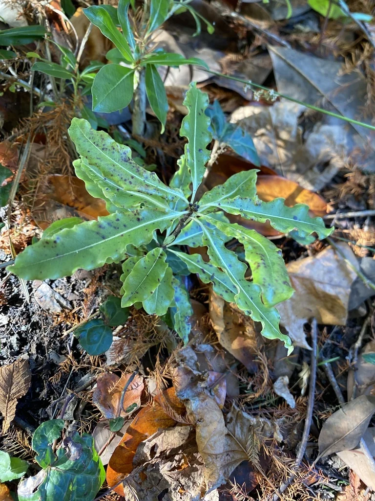 Pittosporum Eugenioides