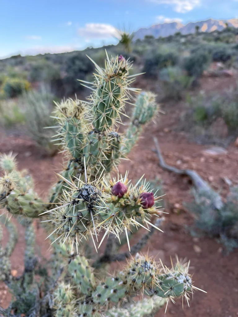 Cylindropuntia Acanthocarpa